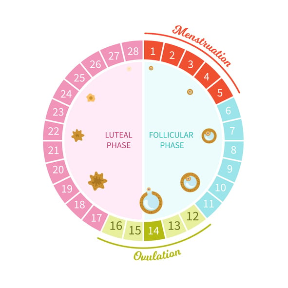 Female menstrual cycle. Maturation scheme of the egg