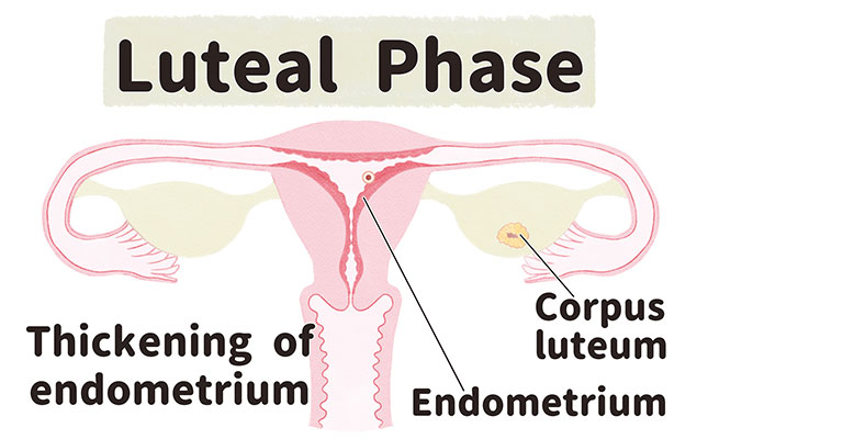 diagram of luteal phase