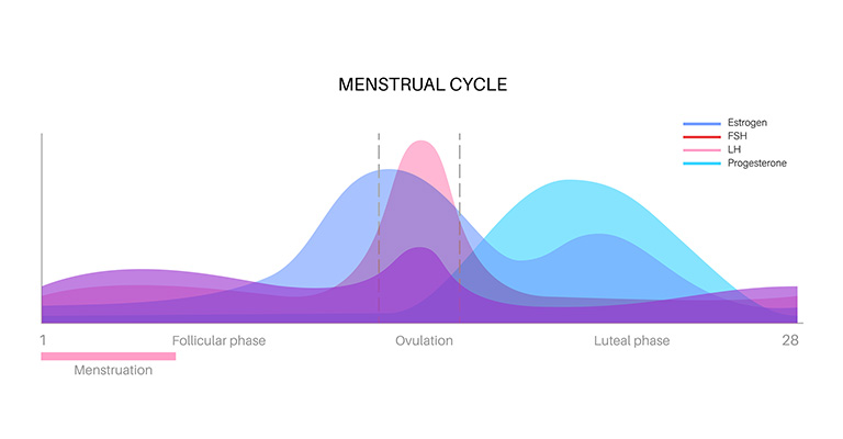 illustrated graphic of menstrual cycle phases