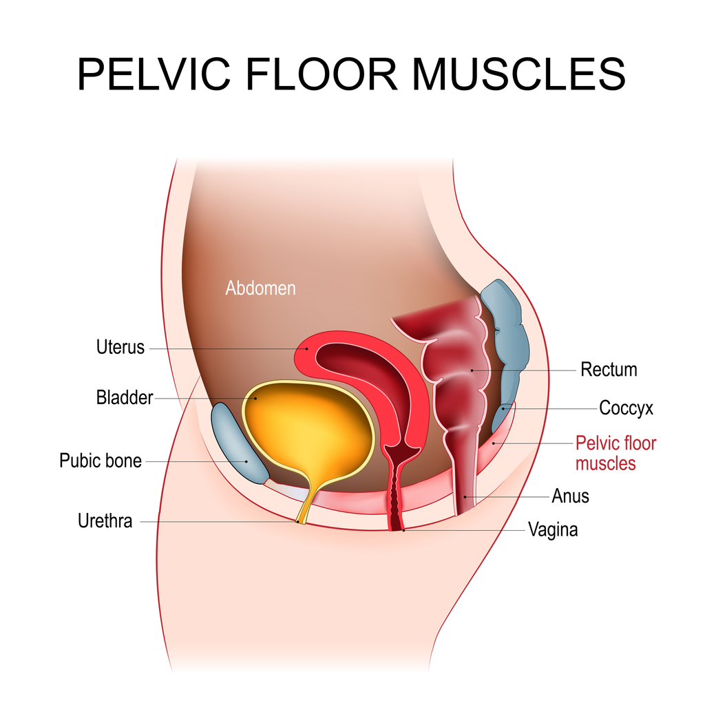 anatomy chart of pelvic floor muscles